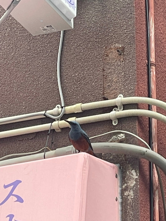 最近の私の周辺の鳥事情