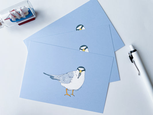 コアジサシのポストカード (3枚セット)